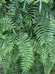 Gleichenia