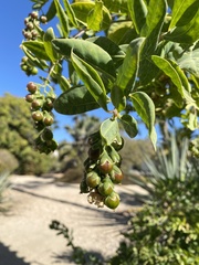 Stegnosperma halimifolium