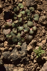 Pozoa coriacea