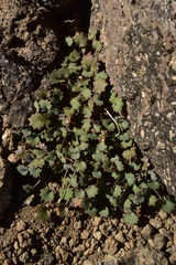 Pozoa coriacea