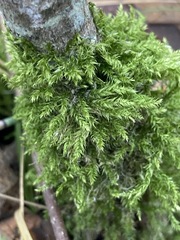 Amblystegium serpens