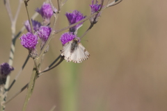 Heliopetes omrina