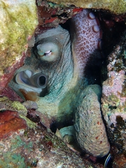 Octopus insularis