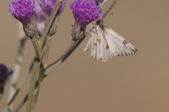 Heliopetes omrina