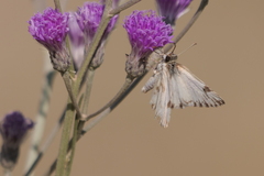 Heliopetes omrina