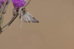 Heliopetes omrina