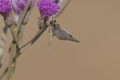 Heliopetes omrina