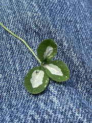 Porphyrosela minuta