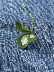 Porphyrosela minuta