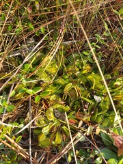 Dionaea muscipula