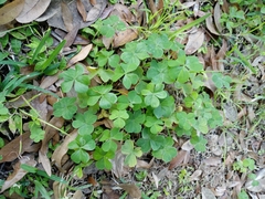 Ionoxalis