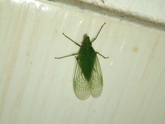 Dictyopharidae