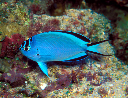 Blackedged angelfish (Genicanthus watanabei) — Pomacanthidae — 5
