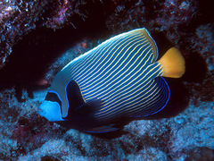 Pomacanthus imperator