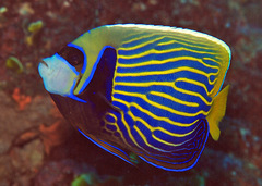 Pomacanthus imperator