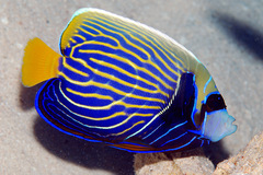 Pomacanthus imperator