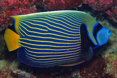 Pomacanthus imperator