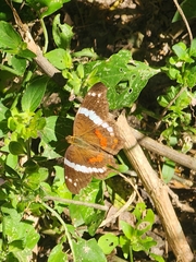 Anartia fatima colima