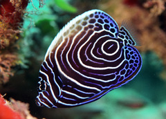 Pomacanthus imperator