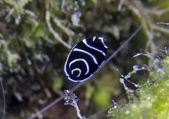 Pomacanthus imperator