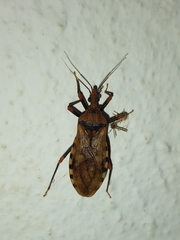 Panstrongylus geniculatus