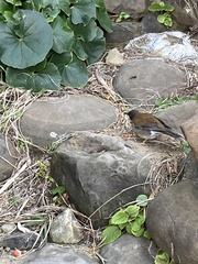 Turdus pallidus
