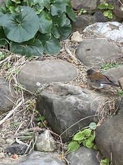 Turdus pallidus