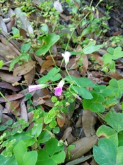 Ionoxalis