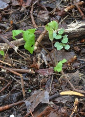 Arisaema triphyllum