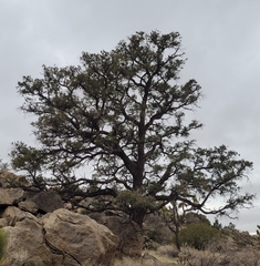 Pinus monophylla
