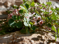 Sarcocapnos enneaphylla