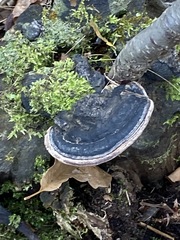 Fomitopsis mounceae