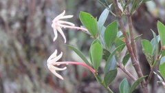 Hancornia
