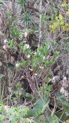 Hancornia