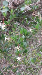 Hancornia