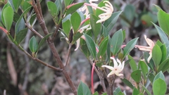 Hancornia