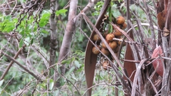 Cocoseae