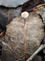 Collybiopsis quercophila