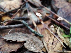 Collybiopsis quercophila