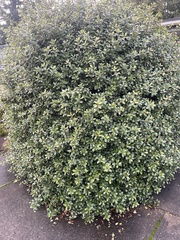 Pittosporum tobira