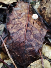 Collybiopsis quercophila