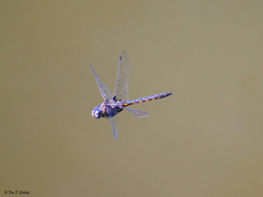 Epitheca petechialis