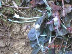 Antennaria solitaria