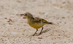 Epthianura aurifrons
