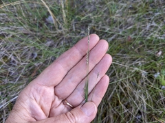 Muhlenbergia richardsonis