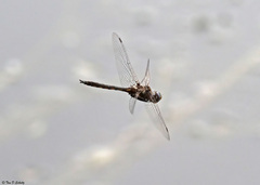 Epitheca petechialis