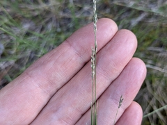 Muhlenbergia richardsonis
