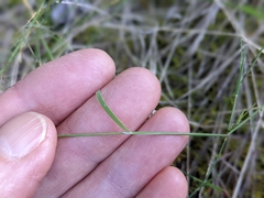 Muhlenbergia richardsonis