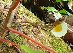 Anolis polylepis
