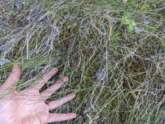 Muhlenbergia richardsonis